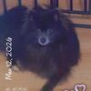 AKC RARE BLUE Calm 4 white tippy toes DNA Tested Pom lines Male Pomeranian