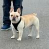 Male French bulldog