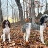 Full AKC Brown and White 1 year old male and 1 year old Merle parti male