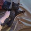 Male Kitten Available