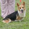 3 yr old female welsh corgi