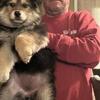 German shepherd puppies for sale
