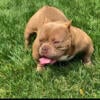 Adult bully male for sale