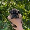 Male English Bulldog Pups