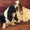 AKC Basset Hound Puppies 