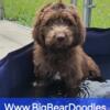 Newfypoo Puppies Newfoundland/Poodle 