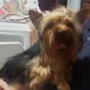 Beautiful Male Yorkie 