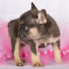 Frenchie Blue and Tan Female