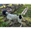 *ENGLISH SETTER PUPPIES*