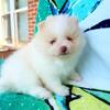 CKC Pomeranian BUZZ LIGHTYEAR