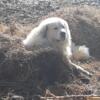 Great pyrenees puppies only 1 male