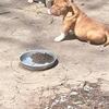 I have 3 exotic bullies need gone 500 no papers