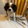 Cute cavalier king charles spaniel  male