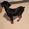 Female European Doberman puppy