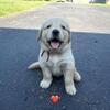 Golden Retriever Puppies