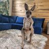 Exotic pets for sale in Texas - USDA Licensed Breeder