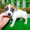 Chicago Jack Russell  Babies   Short Legged.