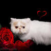 Designpurrs Exotic Short Hair And Persian Kitten