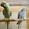 parrots / birds for sale