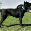 Cane Corso Stud 