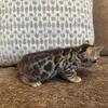 8 week old bengal kittens