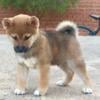 Shiba Male Puppy for Sale  Available in September!