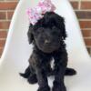 Goldendoodle Clover female ready now
