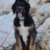 Tri-color Bernedoodle Stud