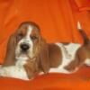 AKC & CKC Basset Hound Puppies in NC - Limited Registration - Check back for Summer 2025 Litter