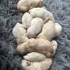 Golden Retriever Puppies Akc