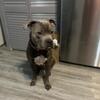 Dog for sale