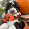 Maverick - male mini newfypoo puppy - 10 weeks old - ready to go! - mini newfypoo / miniature poodle mix