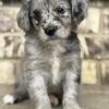 Aussiedoodle Puppies!