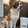 1 Year Old Purebred Saint Bernard Female