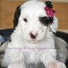 Medium Bernedoodle Puppies