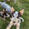 Blue Heeler Pups Woodhull NY