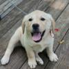 English Labrador Retriever Puppies - Trained