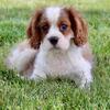 Ryder Male Cavalier
