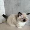 Ragdoll Kittens avail