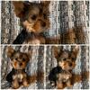 Yorkie puppies 
