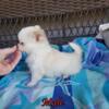 Male Long Hair Chihuahua Puppy