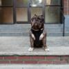 American Bully STUD ONLY $700 proven producer!