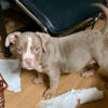 AMERICAN BULLY PUPPIES READY TO GO