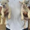 French bulldog pups Akc