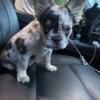 Hairy Female Frenchie Merle 16 weeks akc paper work