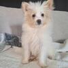 Eskipoo female puppy