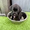 AKC Lab Pups Born 5/31
