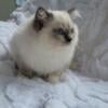 Beautiful male kitten purebreed Ragdoll