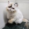 Dilute calico female Persian
