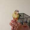 Pineapple Green Cheek Conure